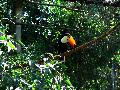 gal/holiday/Brazil 2005 - Foz do Iguacu Birds Sanctuary/_thb_Bird_Sanctuary_Iguacu_DSC07161.jpg